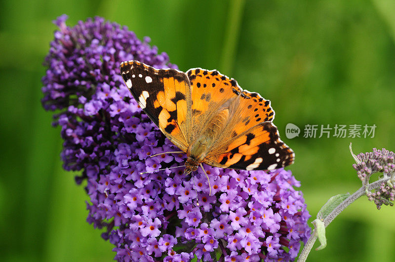 英国，Painted Lady Butterfly